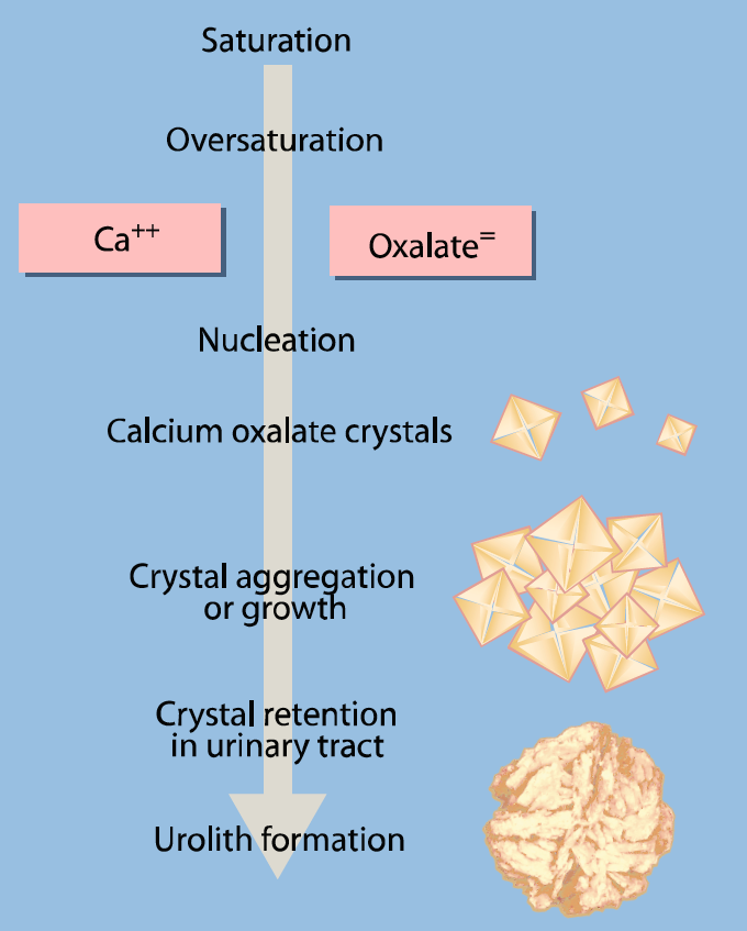 33 HQ Images Struvite Crystals In Cats Feline Struvite Calcium